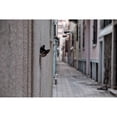 thumbnail image 3 of Ayer, Ali 24x17 Black Modern Framed Museum Art Print Titled - Dantel Street Cat, 3 of 5