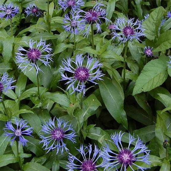 Outsidepride Cornflower Montana - 1000 Seeds