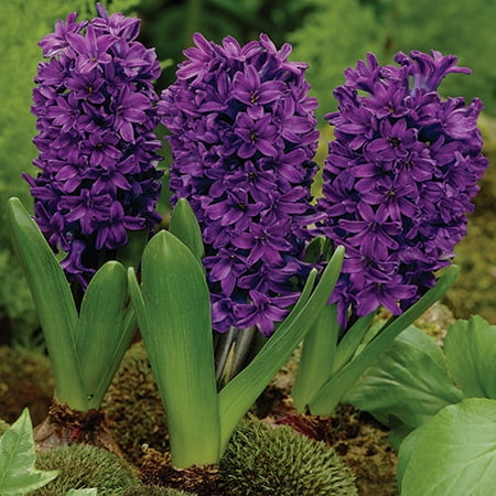 Hyacinth Pack - Hyacinth Peter Stuyvesant, 3-Pack