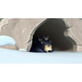thumbnail image 4 of PAW Patrol: Everest - The Snowy Mountain Pup [DVD], 4 of 6