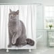 thumbnail image 1 of Cortina de Ducha ABPHQTO Retrato Malvado Gato Gris 150x180 cm Ojos Amarillos, 1 of 1