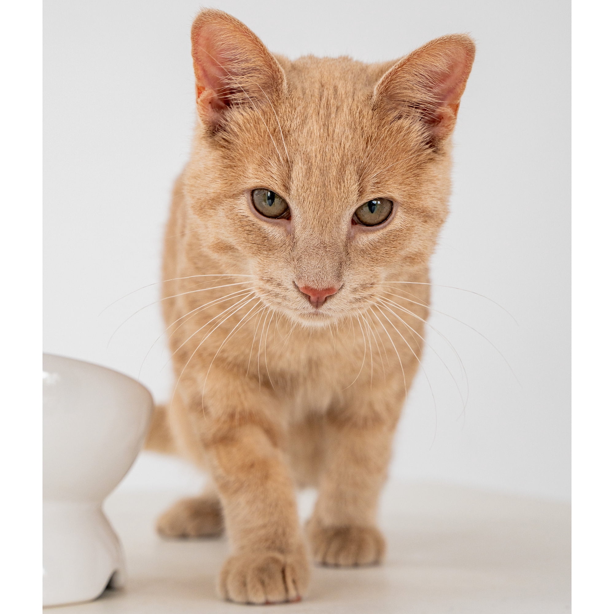 Dexypaws: Elevated Ceramic Bowl For Cats - White - 7oz Capacity, Stylish Pet Safe Feeding Dish, Dishwasher Safe, Food & Water, Ergonomic Height