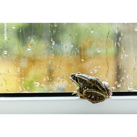 Window Ledge Seating A brown frog sits on a window ledge looking outside at the rain Fort McMurray Alberta Canada Canvas Art - Alanna Dumonceaux Design Pics (19 x 12) ()