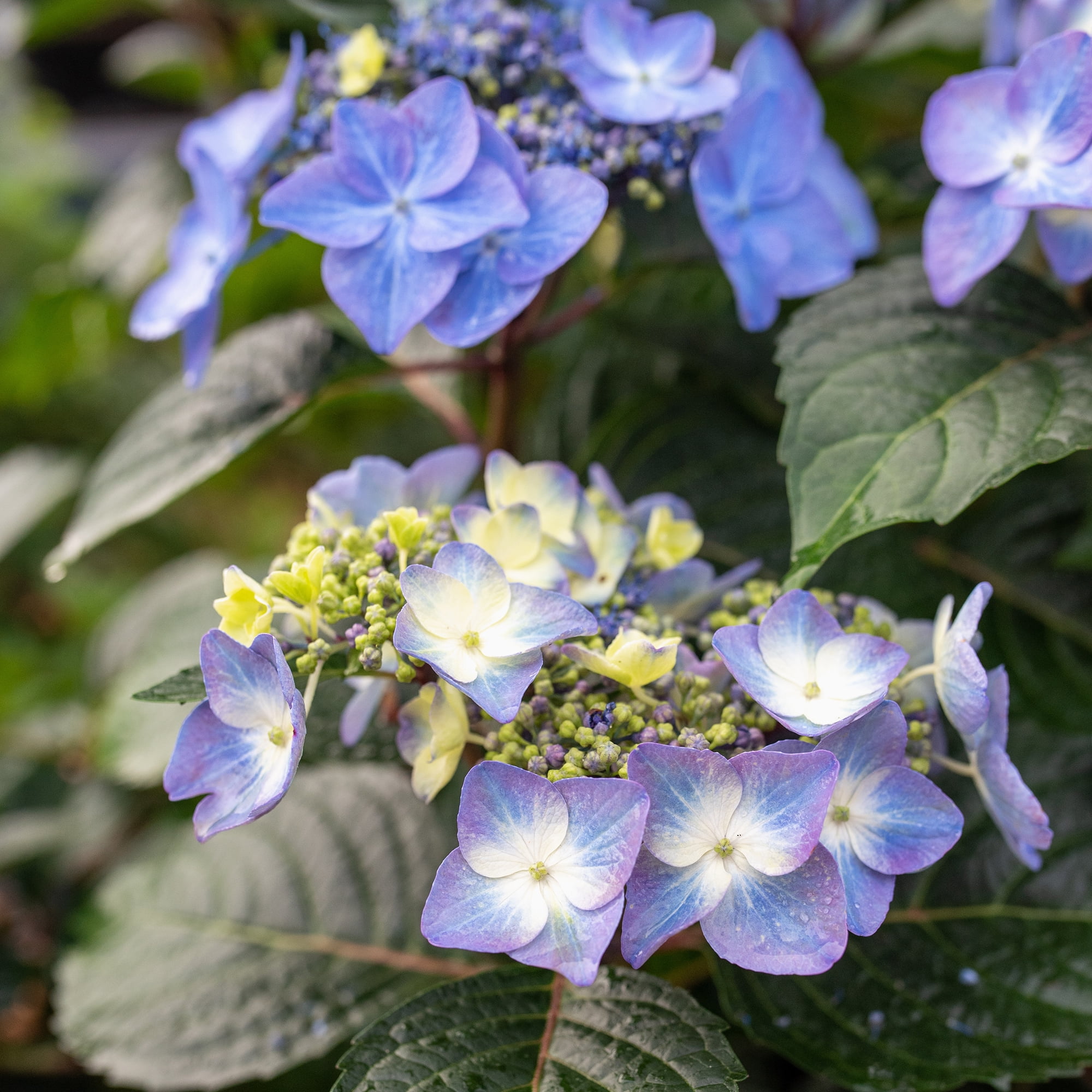 Endless Summer Pop Star Reblooming Hydrangea Live Shrub in 1-Gallon Grower Pot