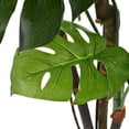 thumbnail image 2 of vidaXL Artificial Monstera Plant with Pot 170 cm Green, 2 of 2
