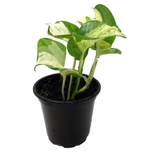 Manjula - Pothos - 4" Pot