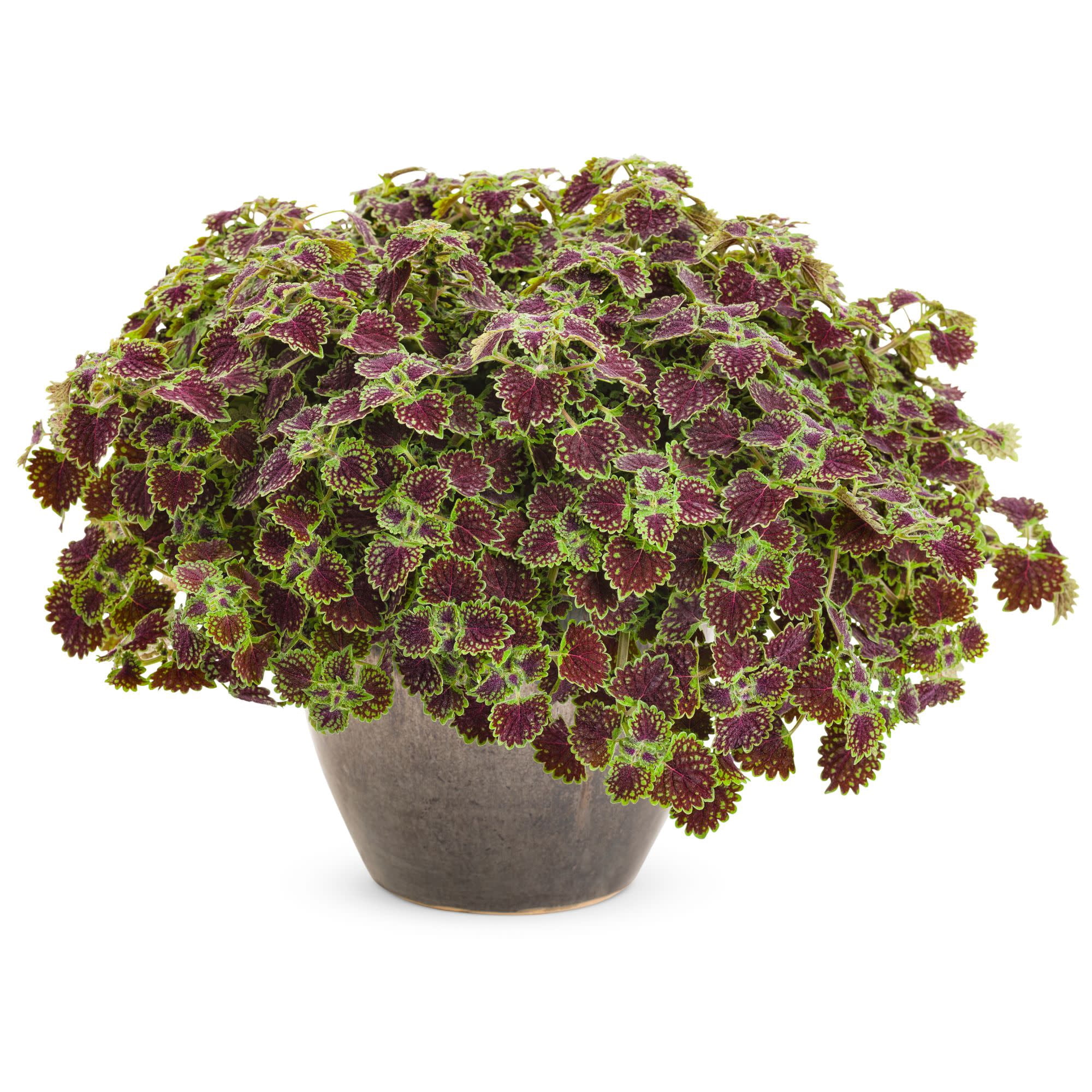 Proven Winners 4" Multicolor ColorBlaze Chocolate Drop Coleus Live Plant in 4.25" Pot (4 Count)