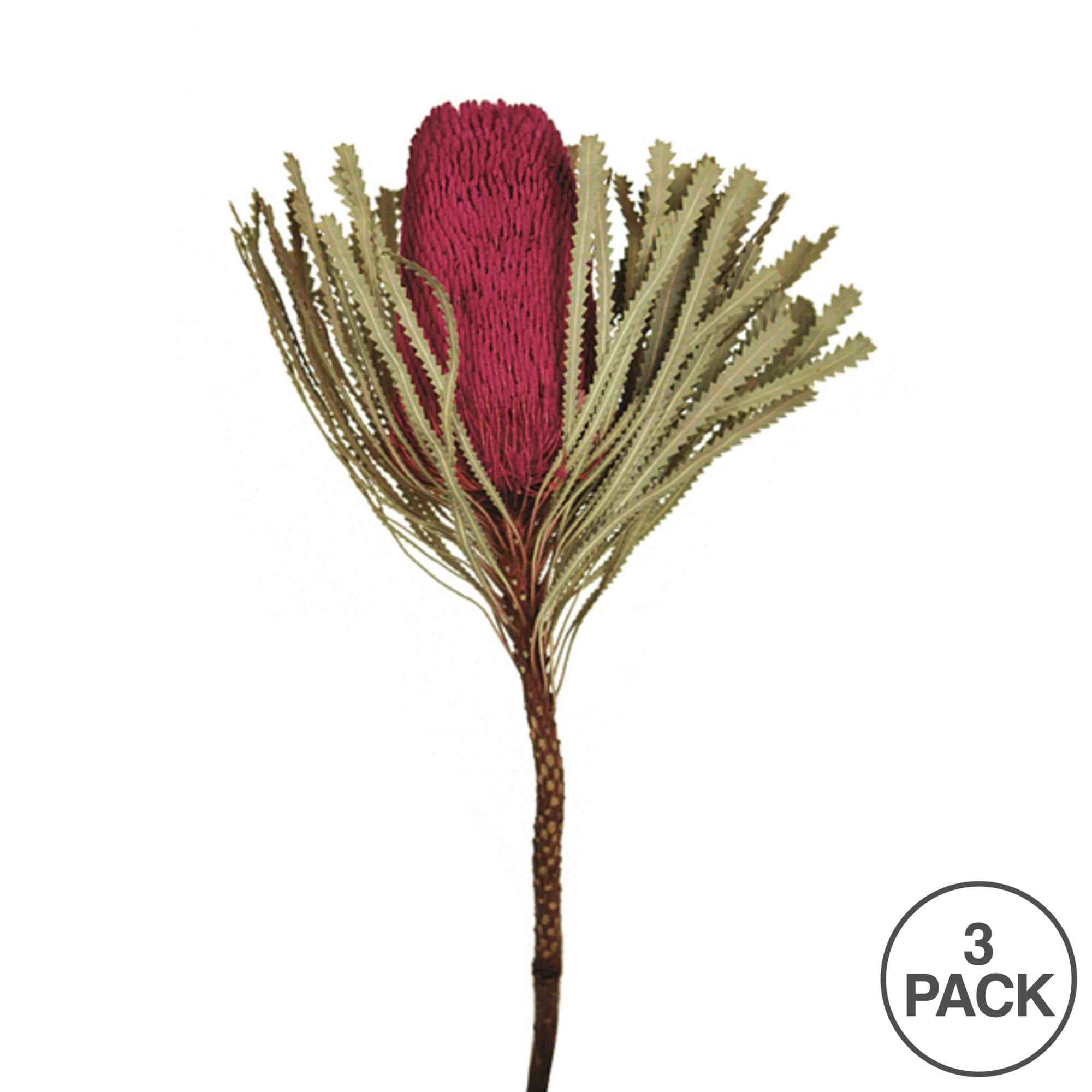 Vickerman 12" Jumbo Erica Pink Banksia Flower with Stem, Natural Preserved Dried Plant for Wedding Bouquets Home Decor or Everyday Arrangements 3 Per Pack