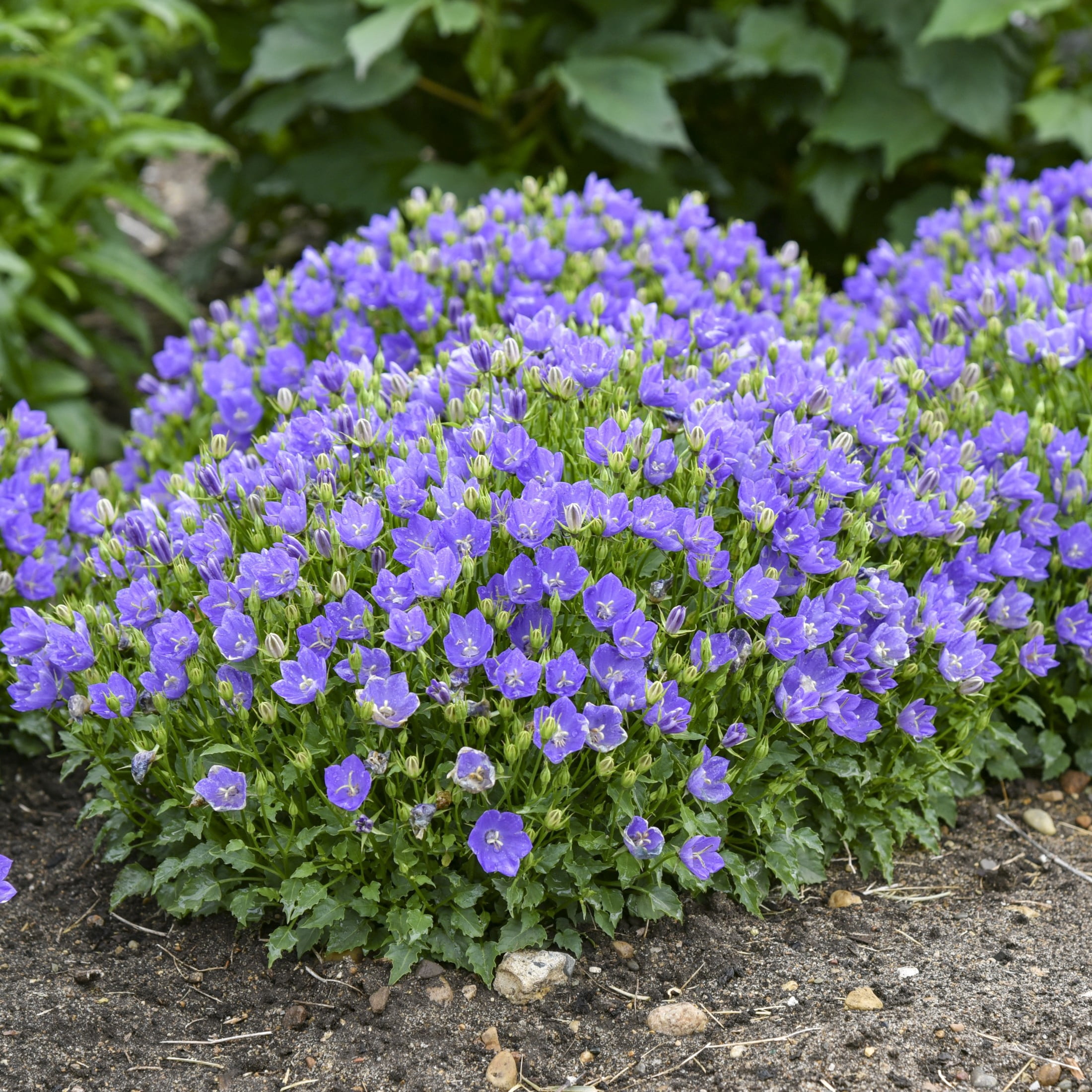 Proven Winners 6" Blue Mini Marvels Midnight Carpathian Bellflower Live Plant in 6.5" Pot
