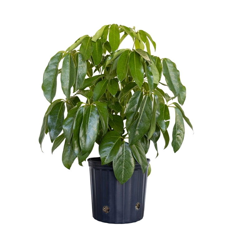 United Nursery Live Schefflera Amate Plant 24-36 Inches Tall in 9.25 Inch Grower Pot