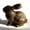 B, variant on Golden Bunny Decor Bronze Resin Rabbit Figurines, Vintage Decor Easter Bunny Statue for Spring Tabletop Decor A