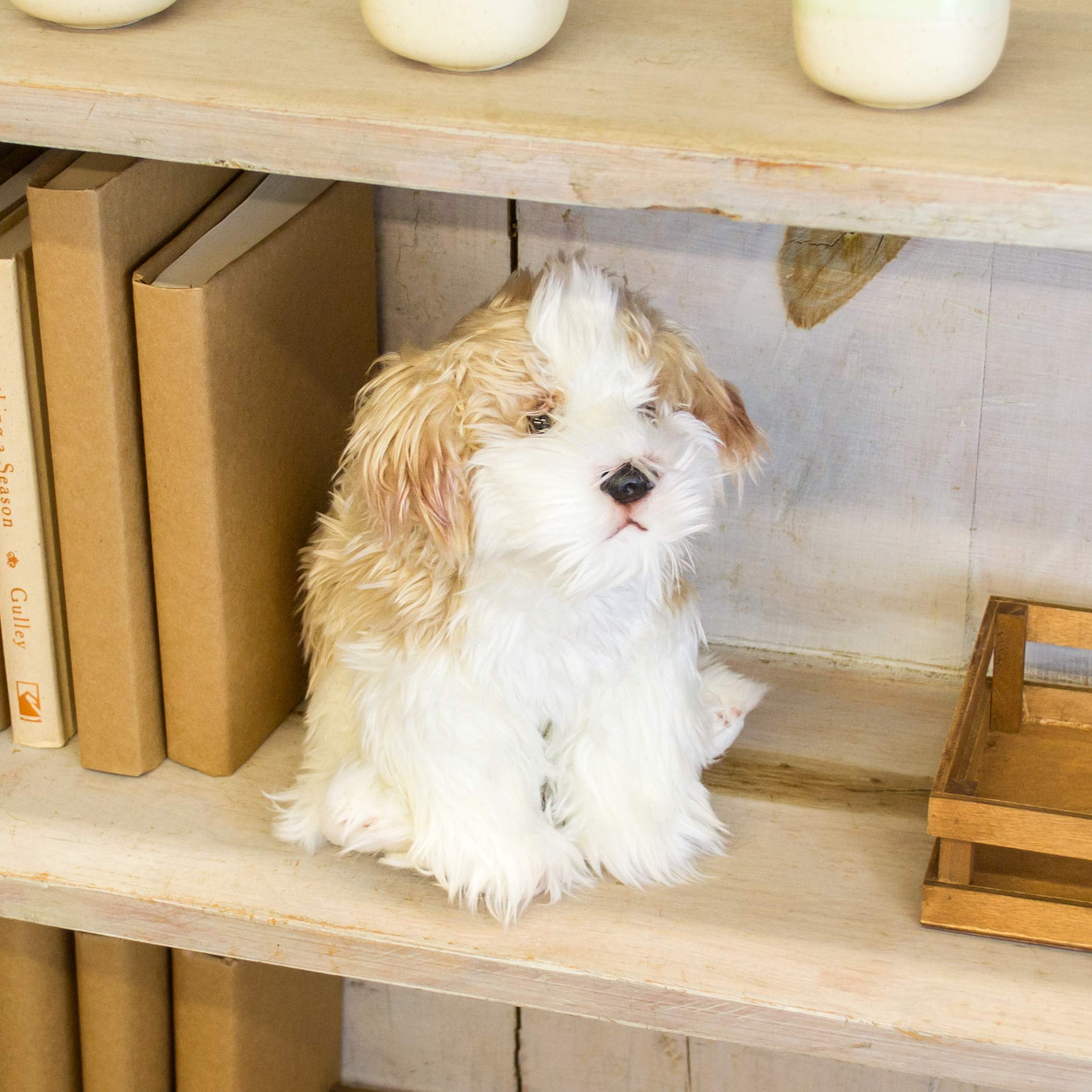 maltipoo plush toy