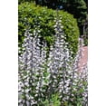 thumbnail image 2 of 50 WHITE WILD INDIGO Baptisia Alba Usa Native Pollinator Flower Seeds, 2 of 9