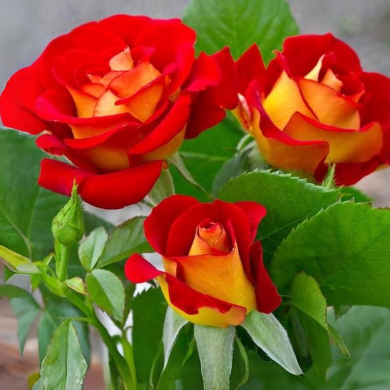 30 Seeds Ketchup & Mustard Rose Seeds Perennial Mix for Late Winter to Early Spring Planting
