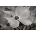 thumbnail image 3 of Geyman, Vitaly 18x13 Black Modern Framed Museum Art Print Titled - Dogwood Delicacy IV BandW, 3 of 5