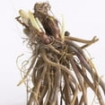 thumbnail image 3 of Van Zyverden Daylilies Black Stockings Set of 3 Plant Roots Black Partial Sun, 3 of 7