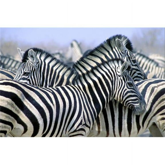 Burchells Zebra Equus Quagga Burchellii Etosha National Park Namibia Africa Poster Print by John Pitcher, 34 x 22 - Large