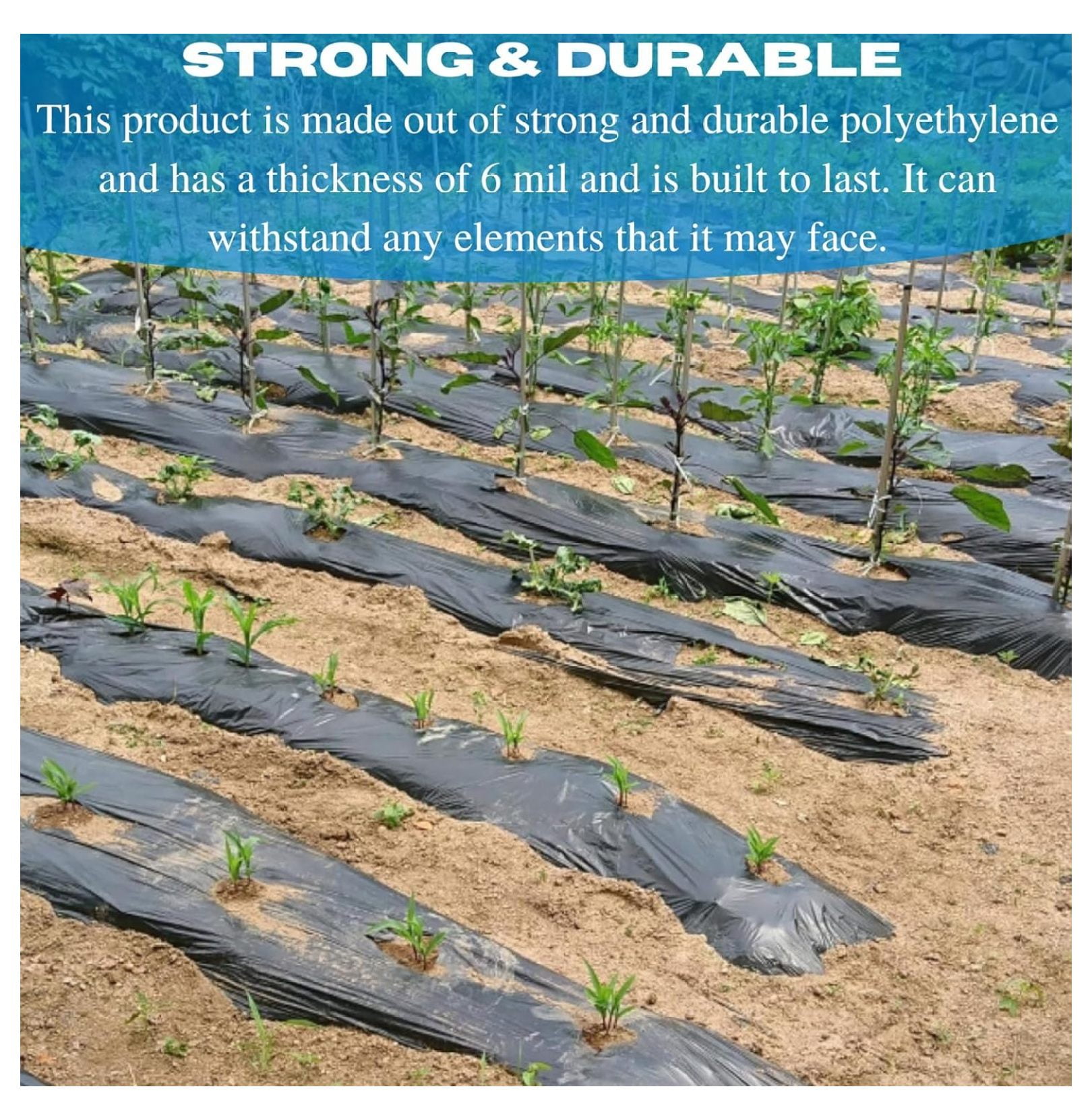 VBS - Weed Control 6 Mil Black Plastic Sheeting - Heavy Duty Weed Barrier Landscape Fabric for Outdoor Gardens, Non Woven Weed Blocker Fabric, Weed Control, Black Plastic Sheeting (10' x 100')