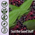 thumbnail image 5 of Nature’s Answer Sambucus Elderberry Syrup, Great-Tasting Vegan Immune Support, 8 fl oz, 5 of 7