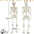 thumbnail image 3 of COSTYLE 5.4Ft/165cm Posable Halloween Skeleton, Full Body Life Size Skeleton with Movable Joints for Indoor Outdoor Halloween Party Props Decoration, 3 of 5