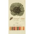 thumbnail image 3 of Unknown 14x24 Black Modern Framed Museum Art Print Titled - Species of Lichen VI, 3 of 5
