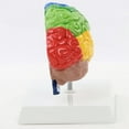 thumbnail image 5 of Right Hemisphere of Brain Human Body Model Education 1:1 for Student Teaching Study Assembling, 5 of 7