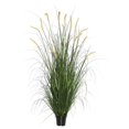 thumbnail image 1 of 60 in. Foxtail Grass in Pot, Green, 1 of 1