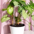 thumbnail image 4 of Phenofice Soporte Duradero Para Plantas De Interior Color Con Para Trepado, 4 of 8