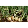 thumbnail image 2 of TomorrowSeeds - Yellow Stuttgarter Onion Sets (Bulbs) Seeds - 1 Pound - Variable Set Sizes, 2 of 11