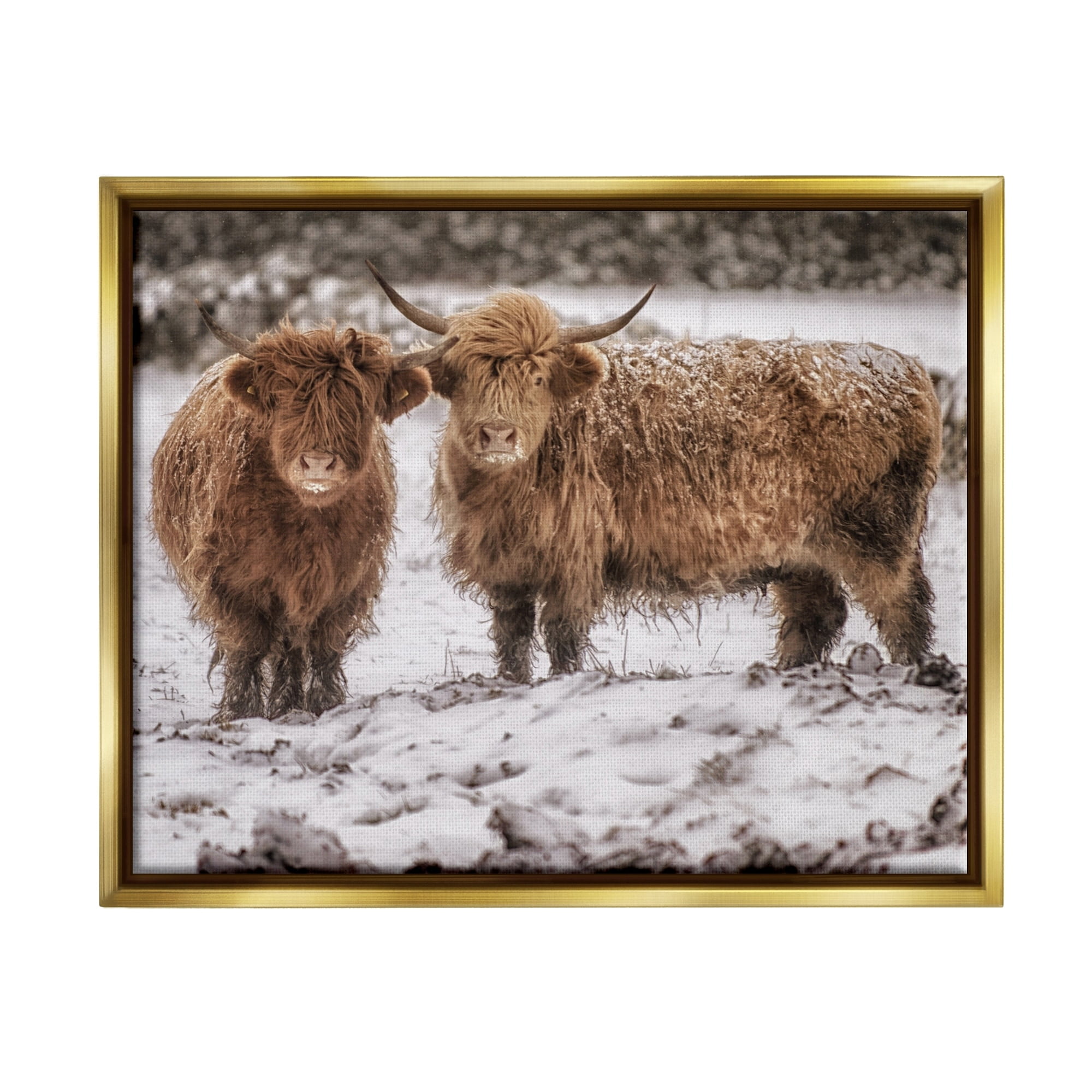 Stupell Industries Snow Dusted Highland Cattle Niveous Nature Landscape Photograph Metallic Gold Floating Framed Canvas Print Wall Art, Design by James Dobson