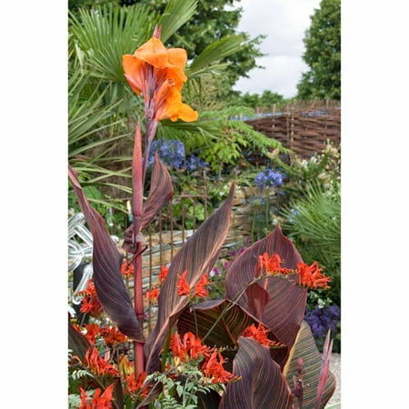 Bloomsz Tropical Garden Flower Bulb Garden, Flower Bulbs 17pk