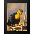 thumbnail image 2 of Fitzharris, Tim 11x14 Black Modern Framed Museum Art Print Titled - Yellow-headed Blackbird, 2 of 5