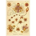 thumbnail image 3 of Haeckel, Ernst 13x18 Black Modern Framed Museum Art Print Titled - Haeckel Nature Illustrations: Siphoneae Hydrozoa, 3 of 5