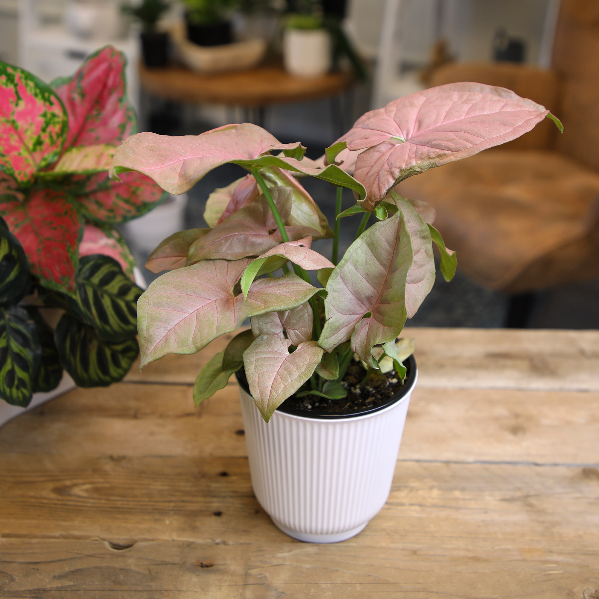 Syngonium Neon Robusta | Houseplant Vine | 4.25in. Decor Pot; Indirect Light | Element by Altman Plants