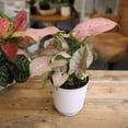 thumbnail image 2 of Syngonium Neon Robusta | Houseplant Vine | 4.25in. Decor Pot; Indirect Light | Element by Altman Plants, 2 of 8