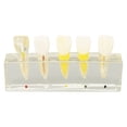 thumbnail image 4 of Modelo de cavidad pulpar dental Modelo de dientes endodónticos de resina para uso en el hospital dental para exhibición de enseñanza práctica, 4 of 10