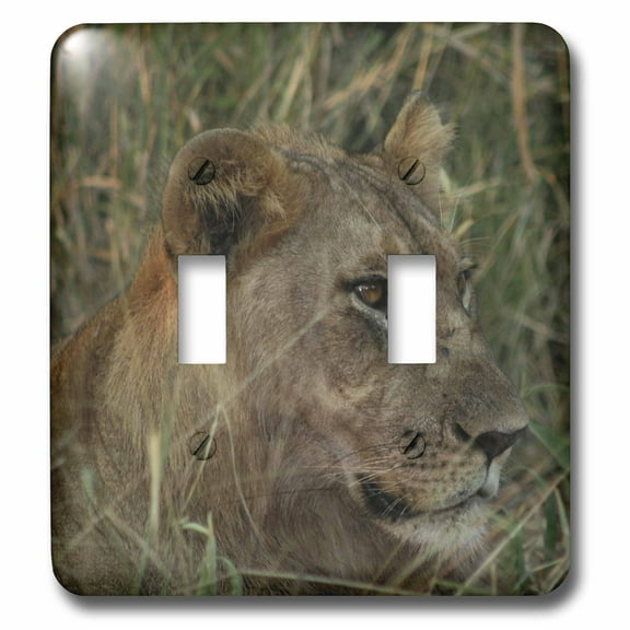 3dRose, Female lion in the grass, double toggle switch