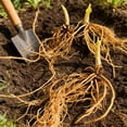 thumbnail image 5 of Mixed Hostas for Planting-Garden Stake for Outdoor Decoration-Perfect For Borders-(Non-Artificial), 5 of 6