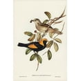 thumbnail image 2 of Gould, John 11x14 Gold Ornate Wood Framed with Double Matting Museum Art Print Titled - Regent Bird-Sericulus chrysocephalus, 2 of 4