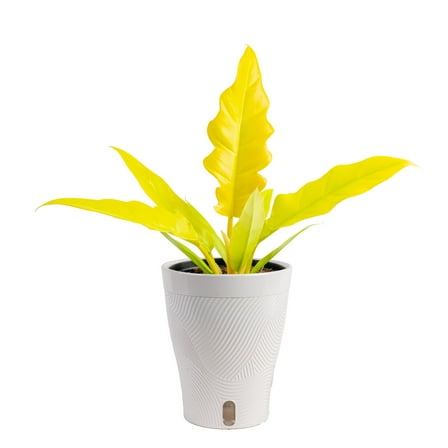 Costa Farms 12" Tall Philodendron Golden Crocodile Live House Plants in 5" Self-Watering Pot