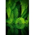 thumbnail image 2 of Mitamura, Takeshi 17x24 Gold Ornate Wood Framed with Double Matting Museum Art Print Titled - Beauty In Nature, 2 of 4