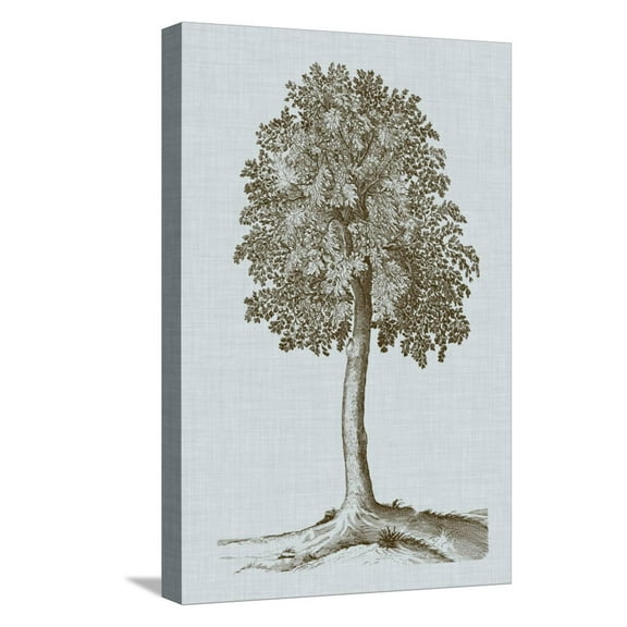Art.com Antique Tree in Sepia II Stretched Canvas Print Wall Art by Vision Studio, 12" x 18"
