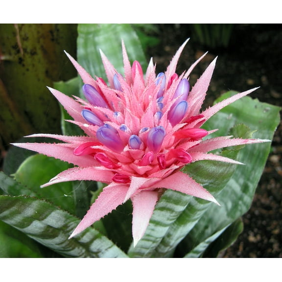 Pink Vase Plant - Great Houseplant - 6" Pot - Aechmea primera - Bromeliad