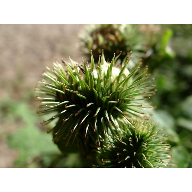 Barb Burdock Prickly Plant Wanted to Head Cats12 Inch By