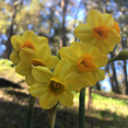 thumbnail image 4 of 25 Wild Daffodil Bulbs Buttercup Live, Lent Lily Live, Suitable for Outdoor Garden, 4 of 5