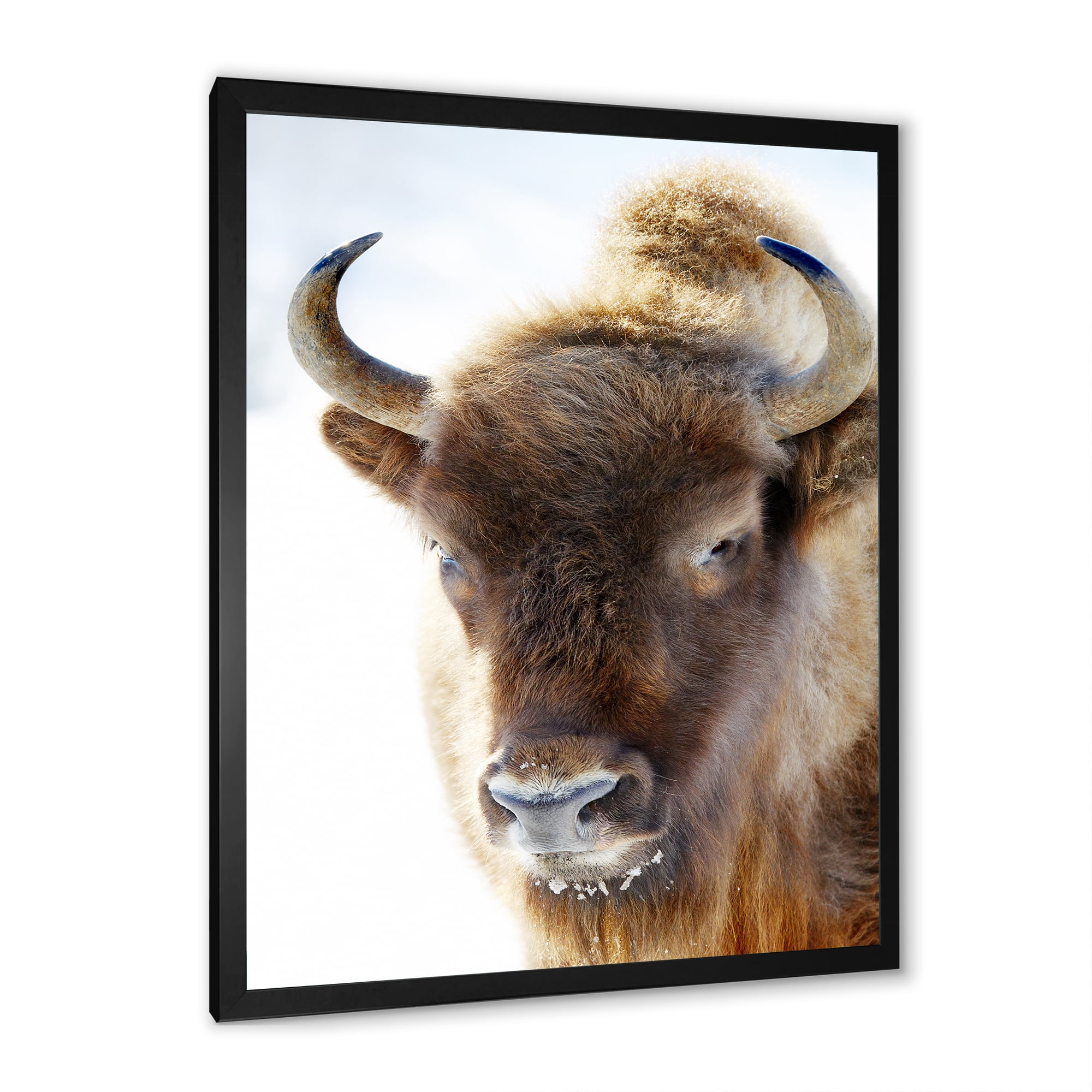Designart 'Close UP Of Wild Bison' Farmhouse Framed Art Print
