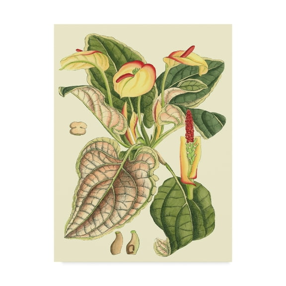 Trademark Fine Art 'Botanical Fantasy III' Canvas Art by Unknown