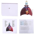 thumbnail image 4 of Modelo de pulmón humano de tamaño real, anatomía del sistema respiratorio anatómico para recursos de ciencia escolar, herramienta de enseñanza de visualización de estudio, 4 of 5