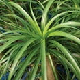 thumbnail image 2 of Brussel's Ponytail Palm Bonsai - Medium - (Indoor), 2 of 5