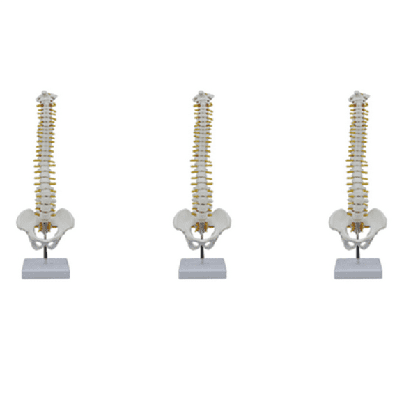 3pcs 45CM Human Spine with Pelvic Model Human Anatomical Anatomy Spine Model Spinal Column Model+Stand Fexible